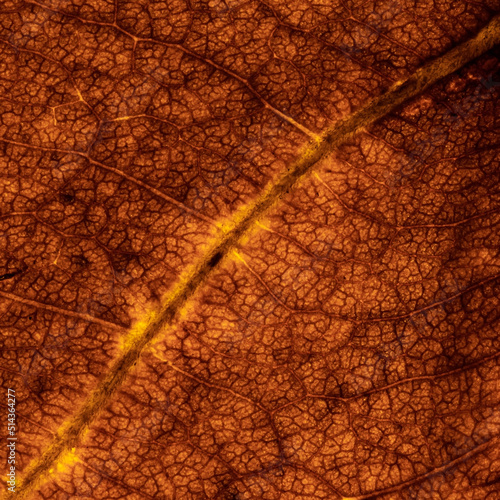 Macro yellow brown leaf texture and background