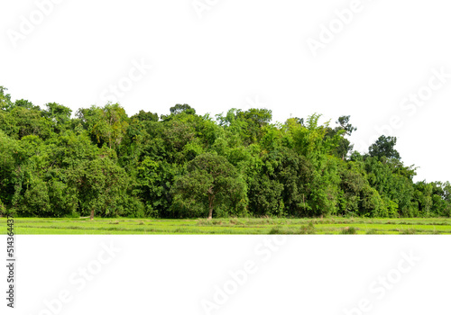Group of tree isolated on white,tropical trees isolated used for design, advertising and architecture.