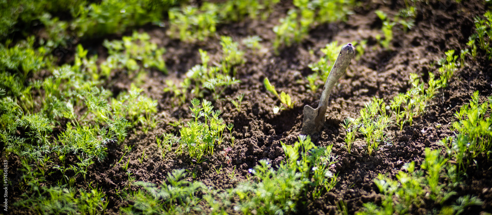 Young shoots of carrots under the sun. Cultivated land close-up with sprout. Agricultural plant growing in the garden. Green natural food crop Young shoots of carrots under the sun. Cultivated land close-up with sprout. Agricultural plant growing in the garden. Green natural food crop