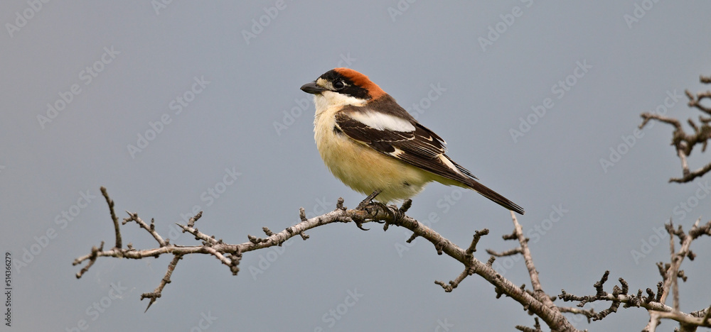Rotkopfwürger // Woodchat shrike (Lanius senator) Rotkopfwürger // Woodchat shrike (Lanius senator)