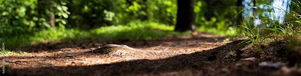 Forest path close-up with cones and roots. Low point of view in nature landscape with strong blurry background. Ecology environment Forest path close-up with cones and roots. Low point of view in nature landscape with strong blurry background. Ecology environment