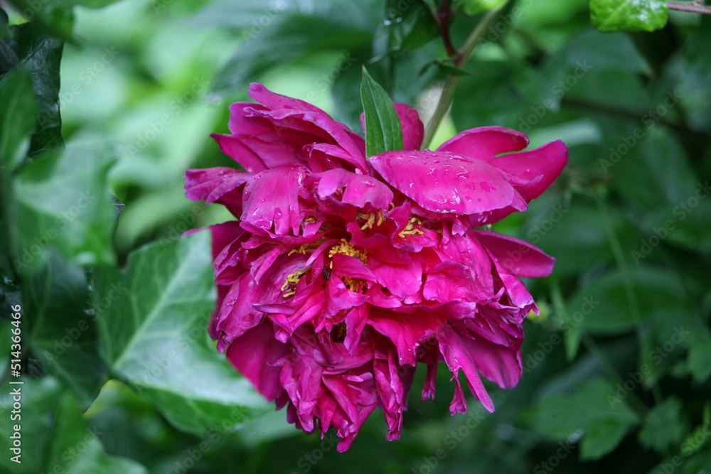 Flower growing in a garden Flower growing in a garden