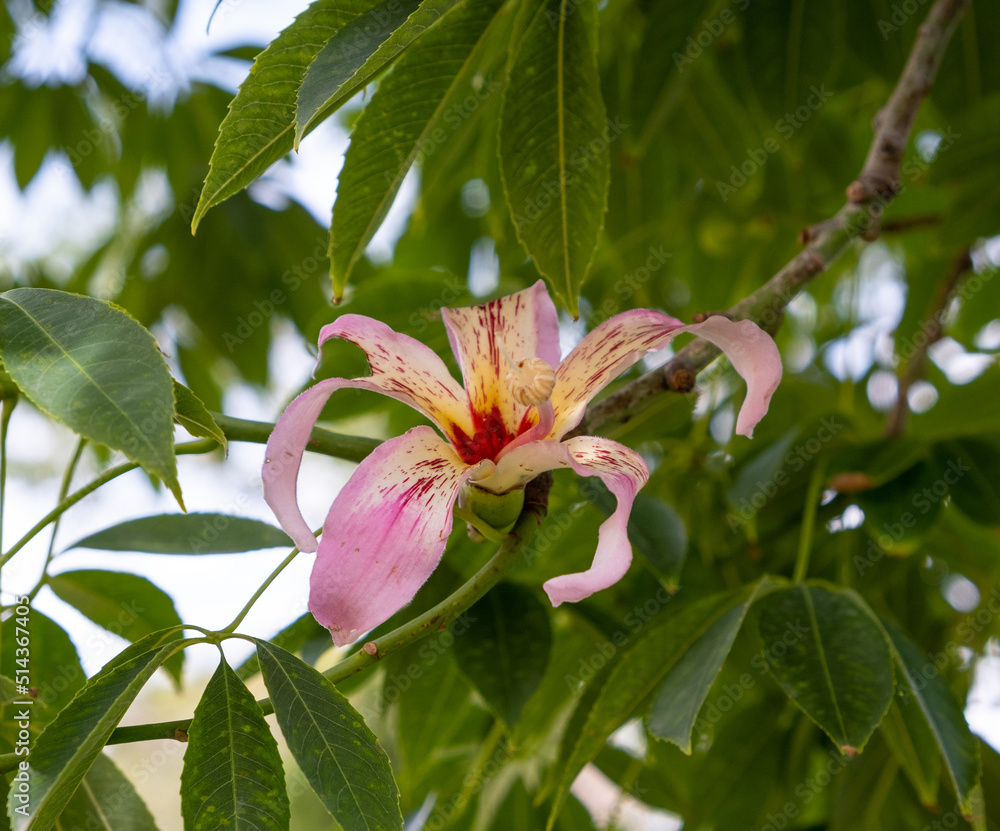 Silk floss tree (Ceiba speciosa) blooming. Paineira tree pink flowe Silk floss tree (Ceiba speciosa) blooming. Paineira tree pink flowe