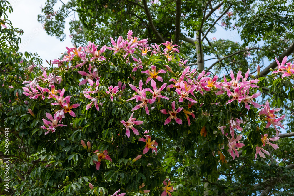 Fototapeta premium Silk floss tree (Ceiba speciosa) blooming. Paineira tree pink flowe