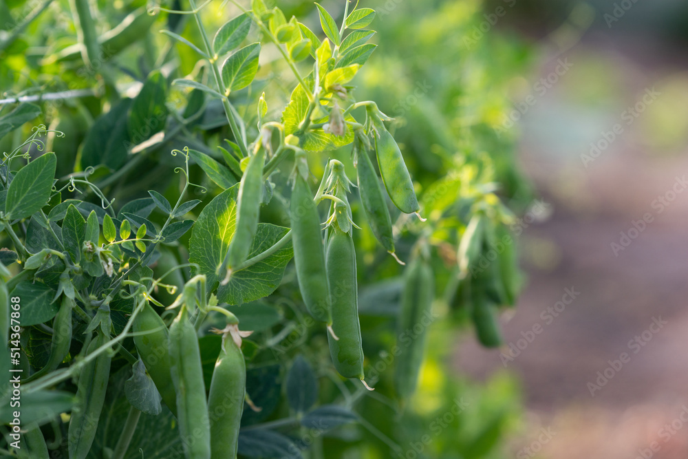 Fototapeta premium Pea bush with fresh ripe pods cultivated on vegetable garden