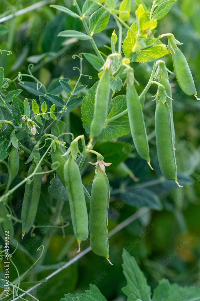 Pea bush with fresh ripe pods cultivated on vegetable garden Pea bush with fresh ripe pods cultivated on vegetable garden