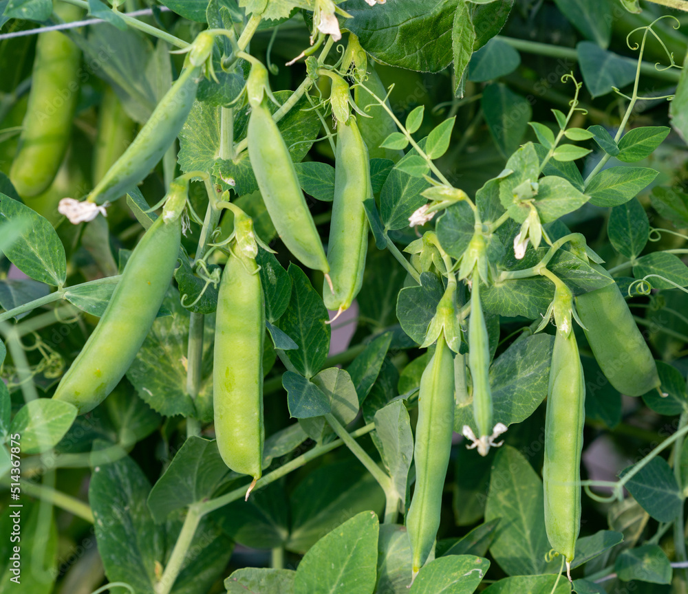 Pea bush with fresh ripe pods cultivated on vegetable garden Pea bush with fresh ripe pods cultivated on vegetable garden