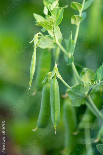 Pea bush with fresh ripe pods cultivated on vegetable garden