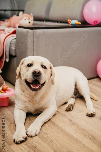 A white large dog of the Labrador breed