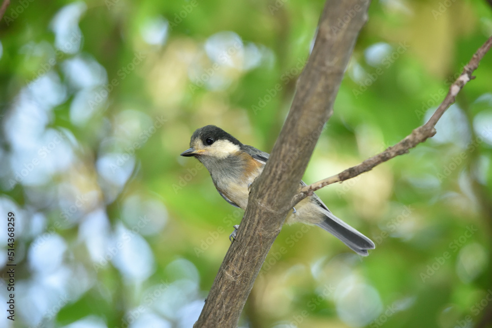 Naklejka premium ヤマガラの幼鳥