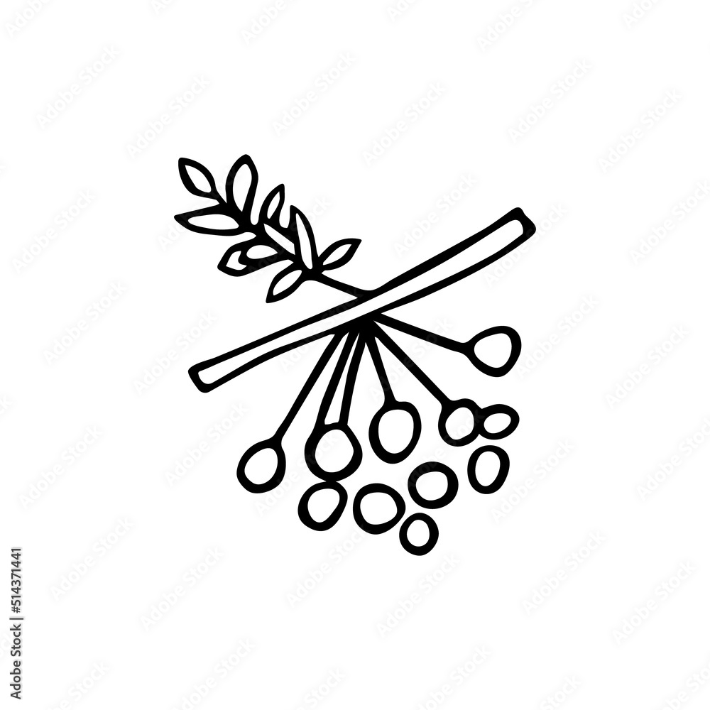 Doodle rowan twig, hand drawn wild ash branch with leaves and berries,forest sorb plant.Sketch,freehand minimalistic design, child drawing.Isolated.Vector illustration Doodle rowan twig, hand drawn wild ash branch with leaves and berries,forest sorb plant.Sketch,freehand minimalistic design, child drawing.Isolated.Vector illustration