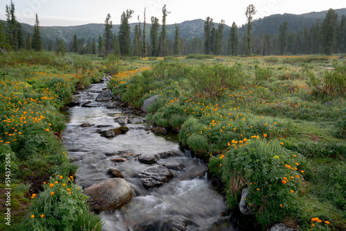 Mountain river flowing in taiga through valley with blooming baths with latin name is Trollius. Ergaki National Park, Krasnoyarsk Territory, Russia