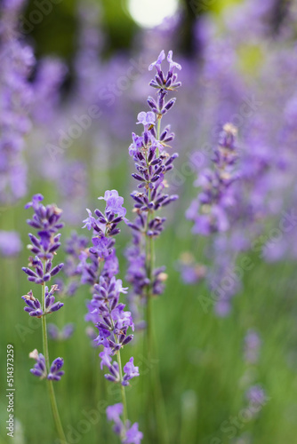 Fototapeta Naklejka Na Ścianę i Meble -  Provence - lavender field