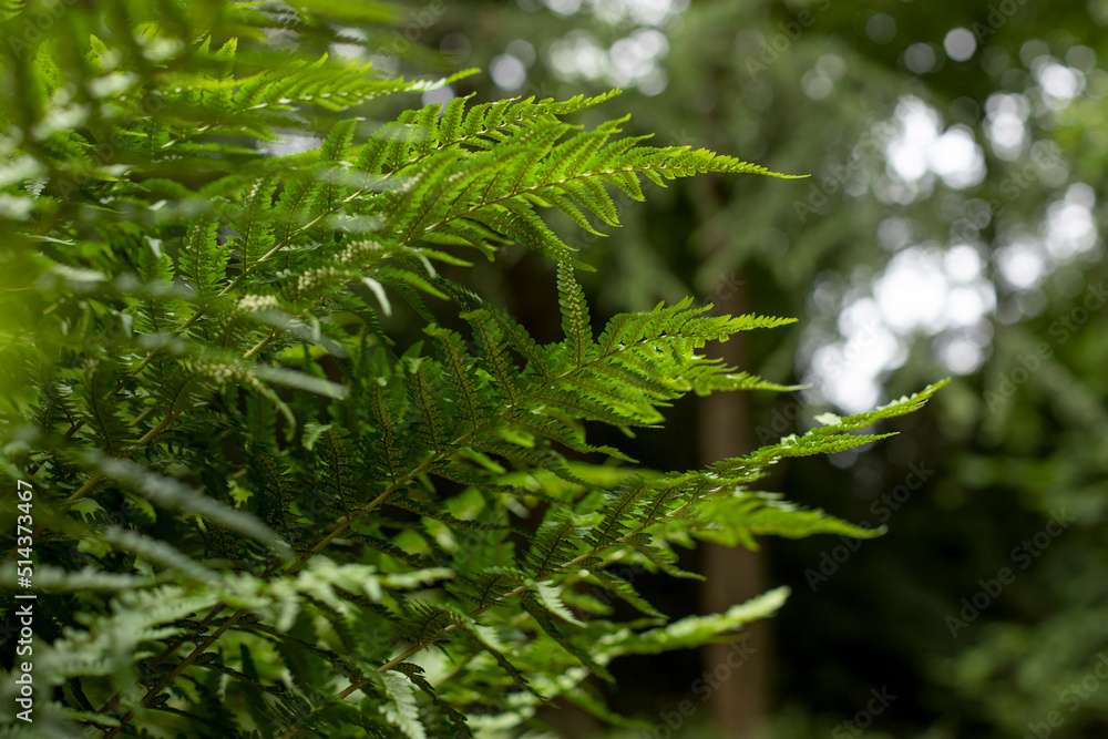 Fern leaves in the forest. Background