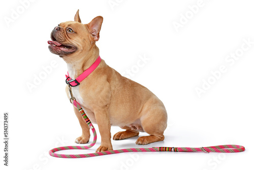 Side view of red fawn French Bulldog dog wearing pink collar with rope leash on white background photo