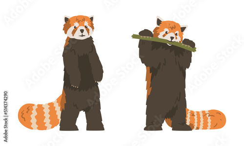 Red Panda as Small Mammal with Dense Reddish-brown Fur and Ringed Tail Standing on Hind Legs Vector Set