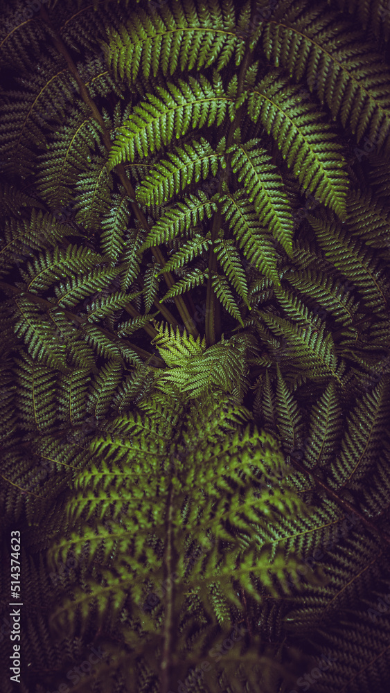 Vertical dark and vibrant green fern leaves spreading out creating swirly natural pattern background.