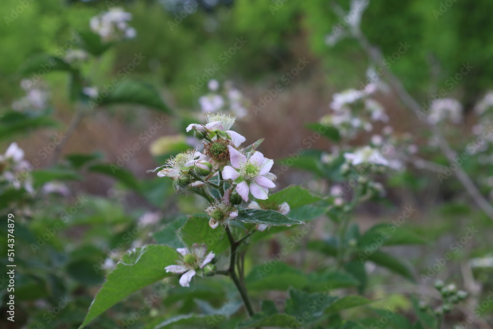 Rubus ulmifolius in the summer forest Rubus ulmifolius in the summer forest