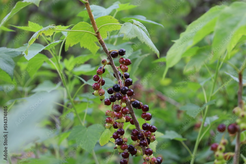 Blackcurrant in the summer forest Blackcurrant in the summer forest