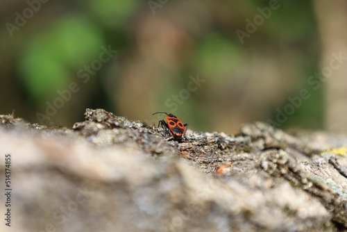 Firebug, Pyrrhocoris apterus in the summer forest 
