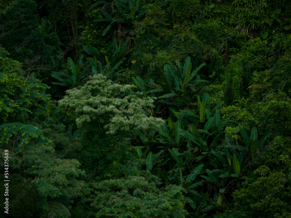 Aerial view of beautiful tropical forest mountain landscape Aerial view of beautiful tropical forest mountain landscape