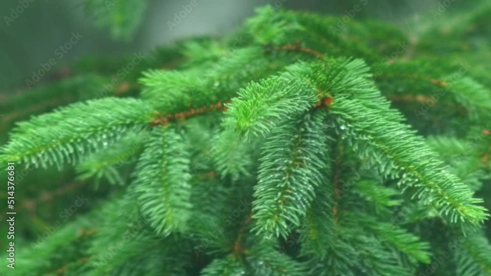 Close Up Of Green Spruce Tree Branch In The Rain Close Up Of Green Spruce Tree Branch In The Rain