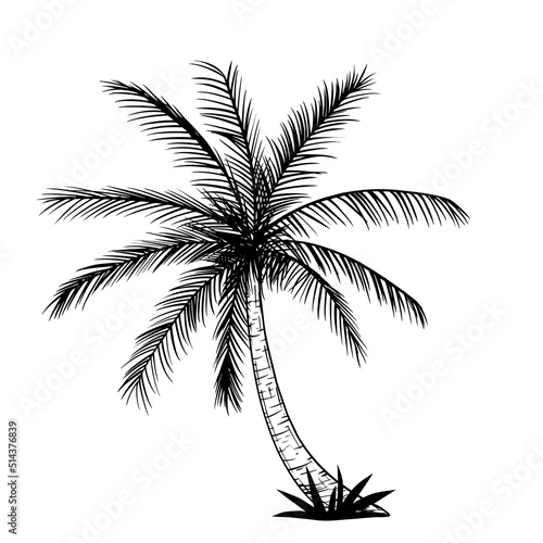 Tropical palm tree, black silhouettes and contours isolated on a white background.