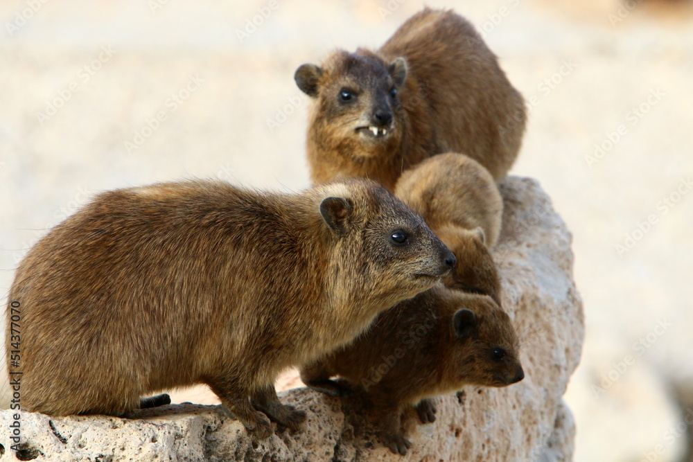 Naklejka premium Hyraxes sit on stones in the city park