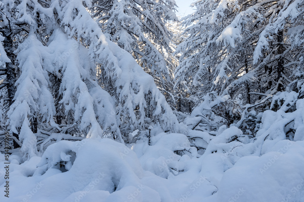 Beautiful winter forest. Snow-covered trees and bushes. There is a lot of snow on the branches of larch trees. Cold snowy weather. Amazing northern nature. Natural winter background.