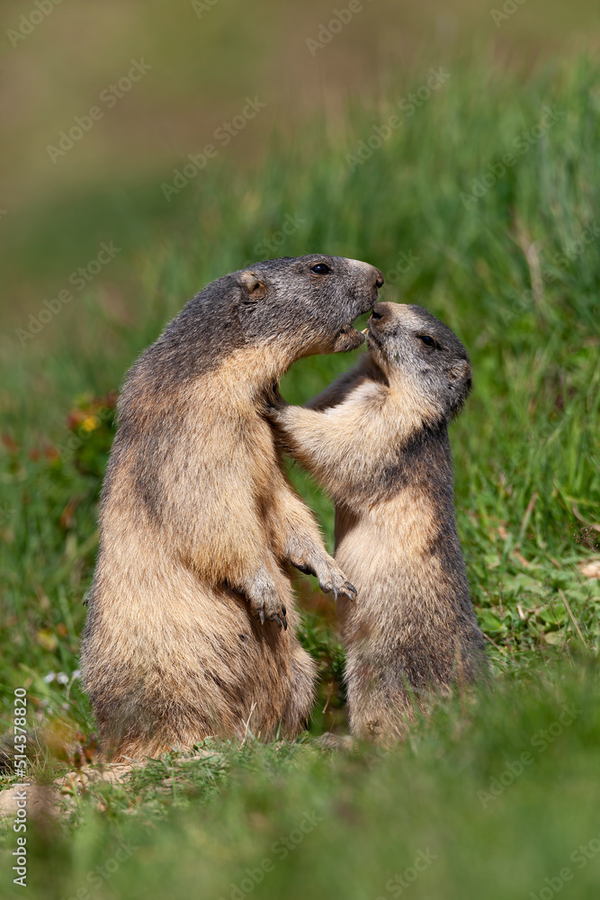 Marmottes (marmota marmota) jeune en compagnie de sa mère. Alpes.France