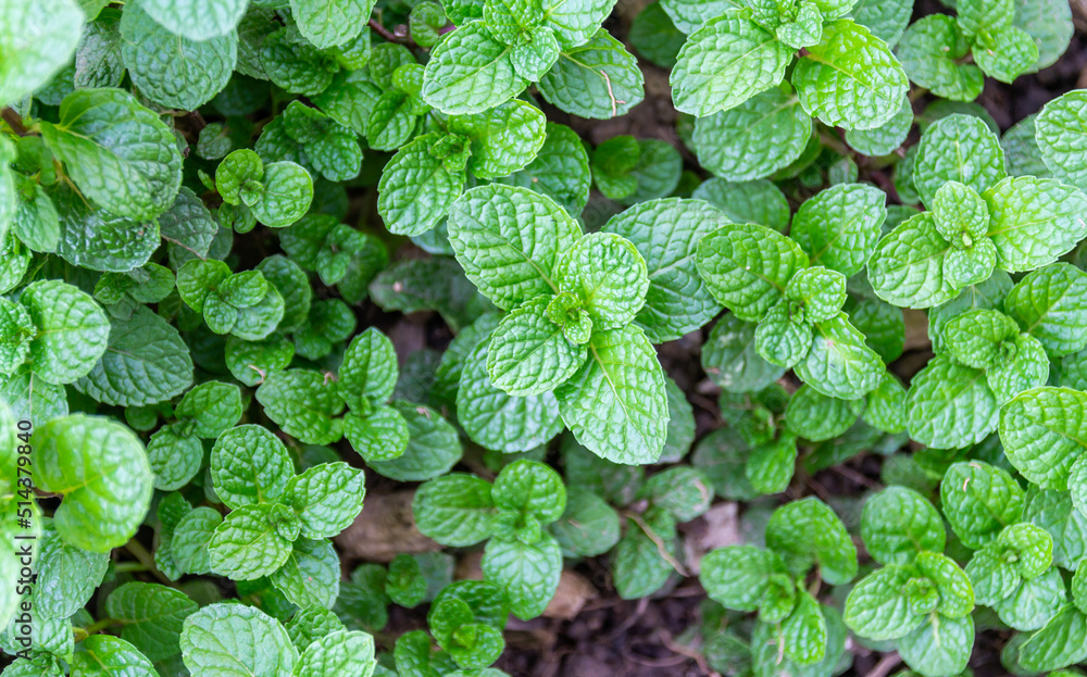 Mint leaves background