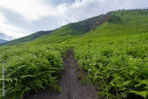 Savanna in Bromo looks green when raining season photo