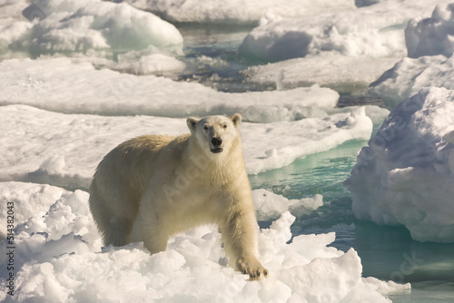Polar Bear (Ursus maritimus), Davis Strait, Nunavut, Canada photo