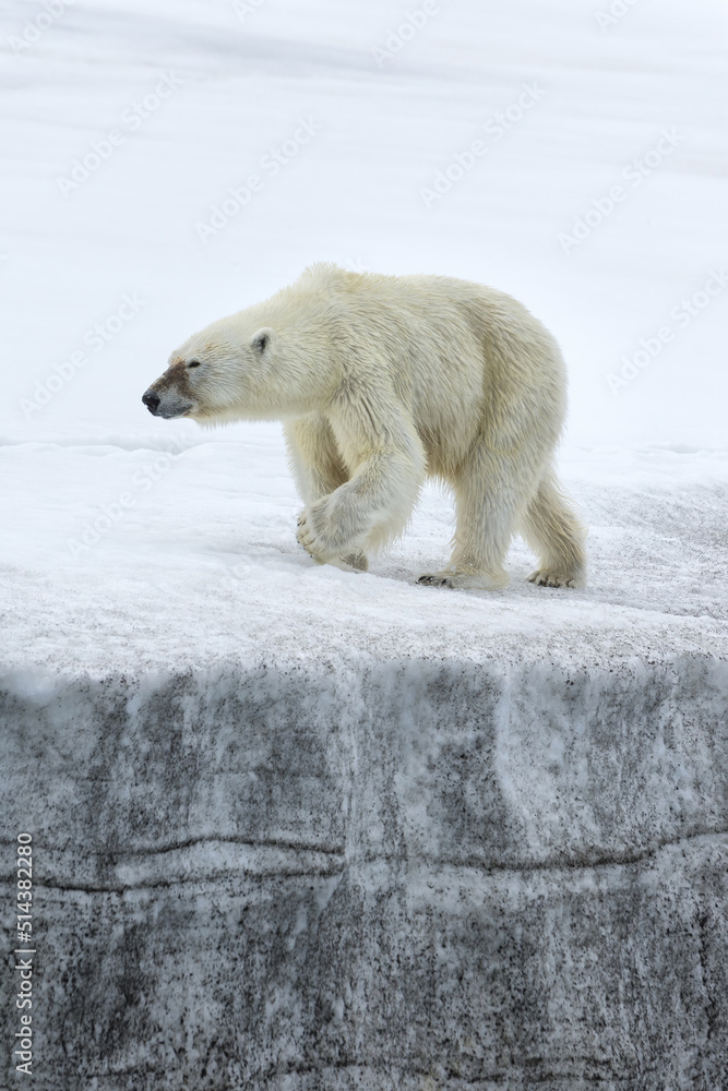 Female polar bear (Ursus maritimus) walking on the ridge of a glacier, Spitsbergen Island, Svalbard Archipelago, Norway Female polar bear (Ursus maritimus) walking on the ridge of a glacier, Spitsbergen Island, Svalbard Archipelago, Norway