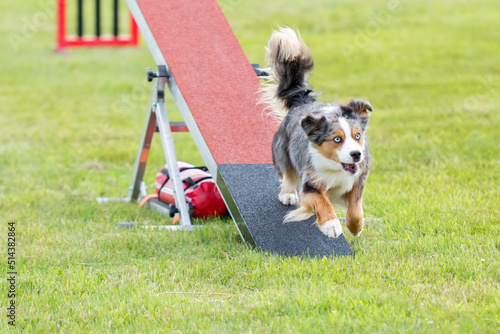 Canvas-taulu Dog agility competition, dog on the see saw