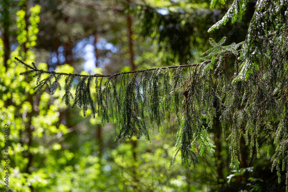Fototapeta premium Spruce branch in the sun
