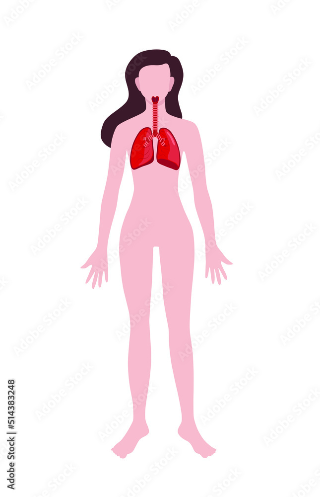 Woman with drawn lungs on white background. Anatomy concept Woman with drawn lungs on white background. Anatomy concept