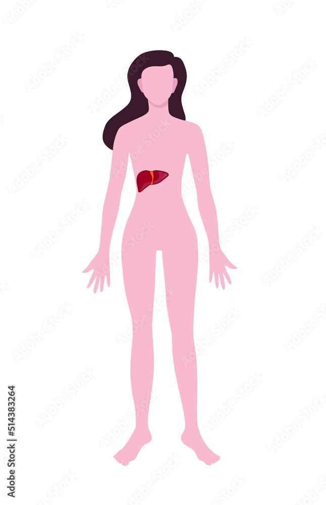 Woman with drawn liver on white background. Anatomy concept Woman with drawn liver on white background. Anatomy concept