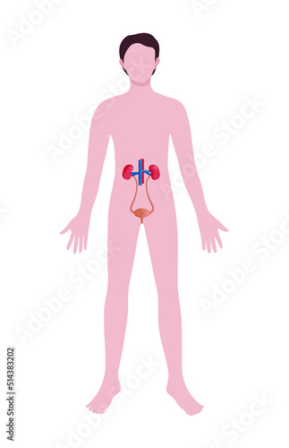 Man with drawn urinary system on white background. Anatomy concept