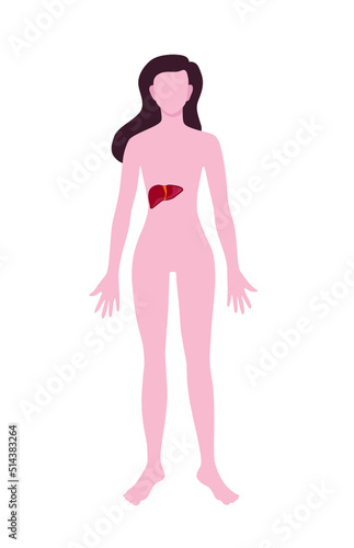 Woman with drawn liver on white background. Anatomy concept