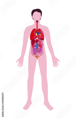 Man with drawn internal organs on white background. Anatomy concept