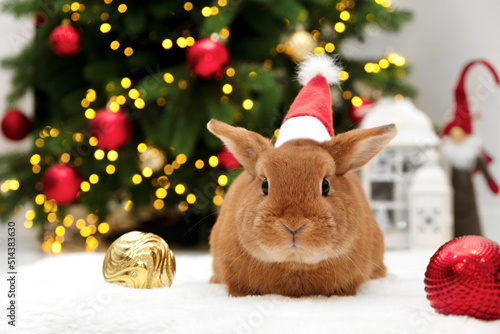 Cute brown bunny wearing Santa hat,looking at camera by Christmas tree.New 2023 Year of rabbit according to Chinese,east calendar.Adorable pet animal,celebrating Christmas holiday,festive card photo