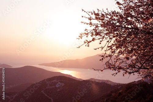 Beautiful blooming pink tree sakura,cherry or apple at spring sunset.Beauty in nature,mountains,sea concept.Copy space