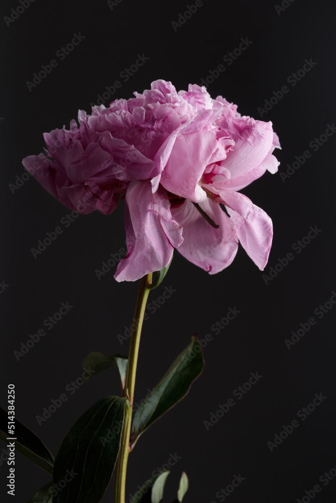 Fresh Pastel colored Pink peony in full bloom with dark background