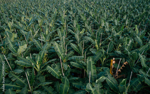 Aerial view of banana trees growing at field