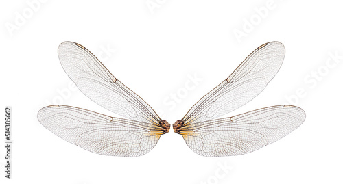 dragonfly insect wings on white background,isolated