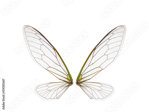 wings of cicada insect on white background,isolated