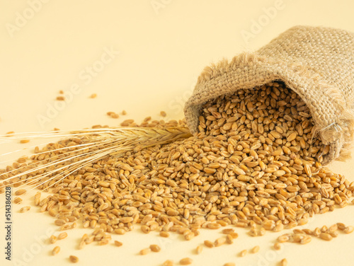 A bag with scattered grains of dry wheat, an ear. The concept of a big harvest or a global crisis, lack of bread, background. View from above