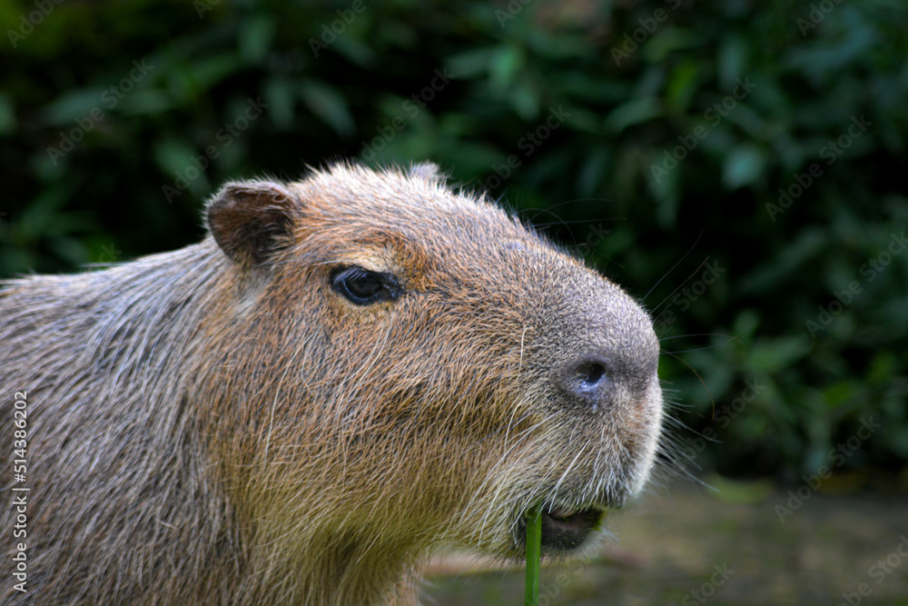 The capybara or greater capybara, Hydrochoerus hydrochaeris is a giant cavy rodent and it is the largest living rodent and a member of the genus Hydrochoerus. The capybara or greater capybara, Hydrochoerus hydrochaeris is a giant cavy rodent and it is the largest living rodent and a member of the genus Hydrochoerus.