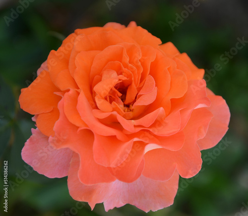 Orange Rosenblüte im Sommergarten